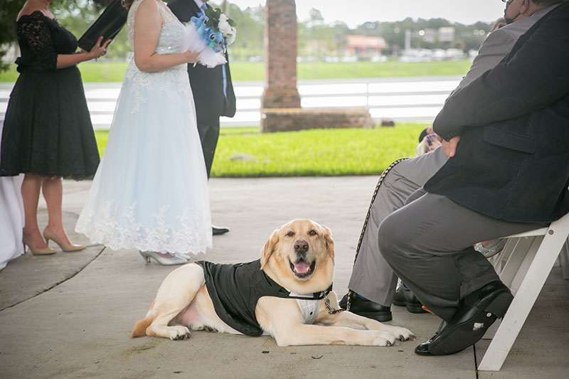 dog wedding 14